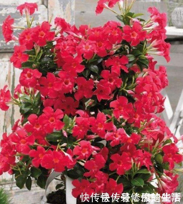 天竺葵|4种花养在客厅超美的，好养易活不招虫，一开花就爆盆