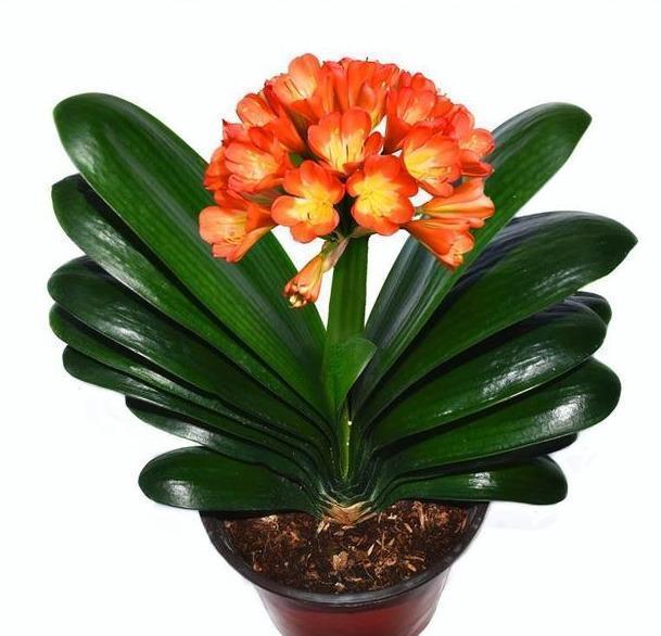 新根|一个小“东西”,掌握君子兰“浇水密码”,看准了,不再烂根黄叶