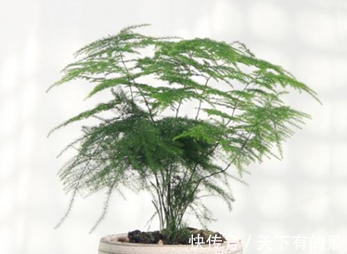 文竹|四种花卉不舍得剪怎么能行？越不剪长得越慢、越不好看