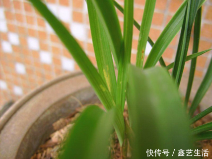 兰花熬过了冬天叶子却黄了,这可怎么办呢?