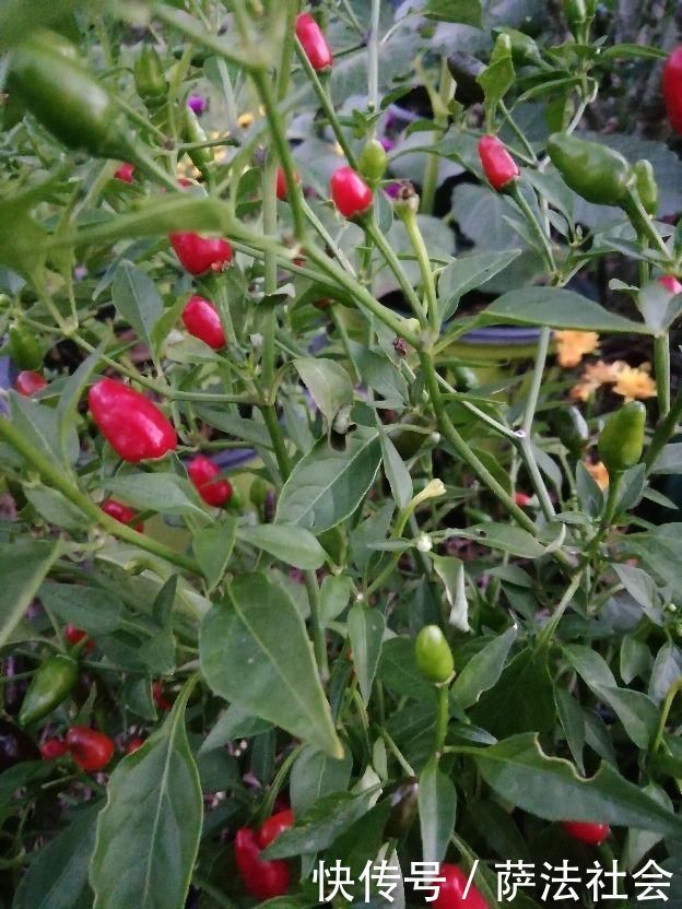 阳台养上“3种菜”,吃一茬长一茬,全家吃都够了