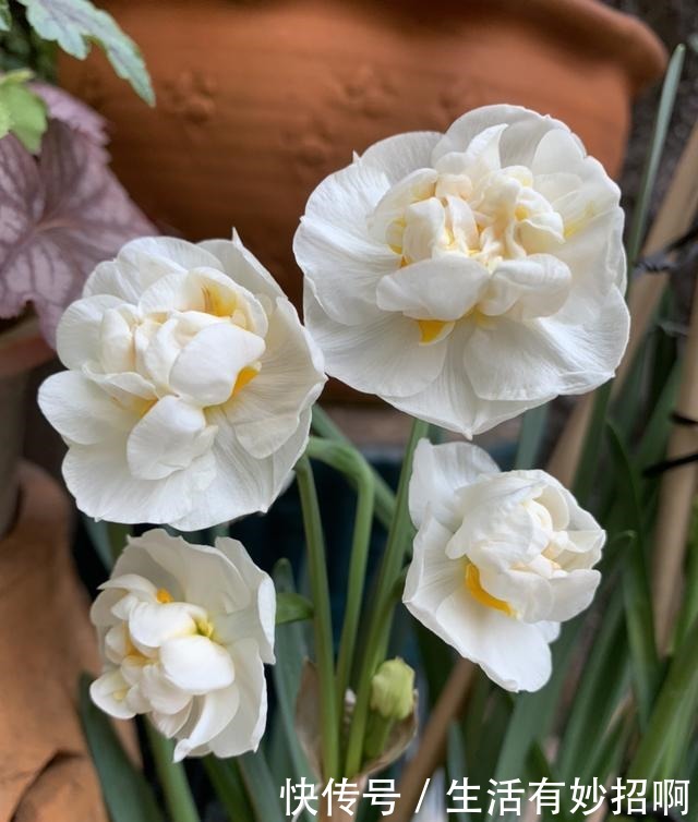 4种花,尽量不要在春天买,养不活还浪费钱!