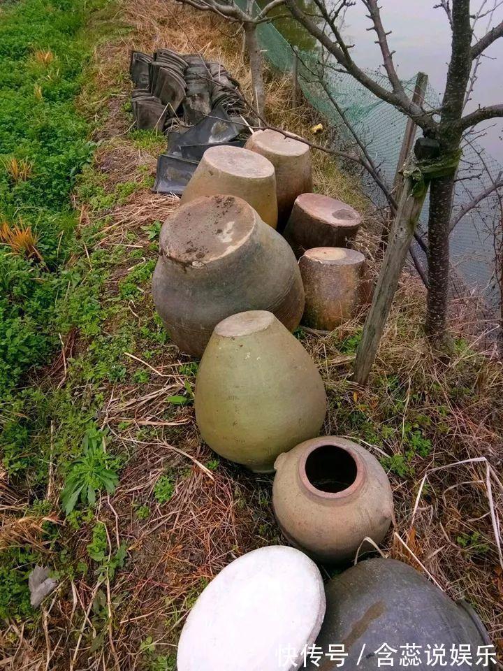 坛子|他用菜坛子种多肉,1分不花,呼呼长成“大米饭”!