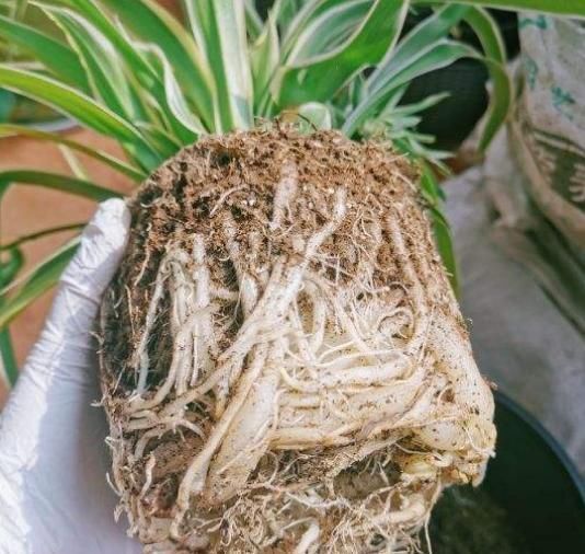 换盆不做这件事,就等于白换了,一年也不长个