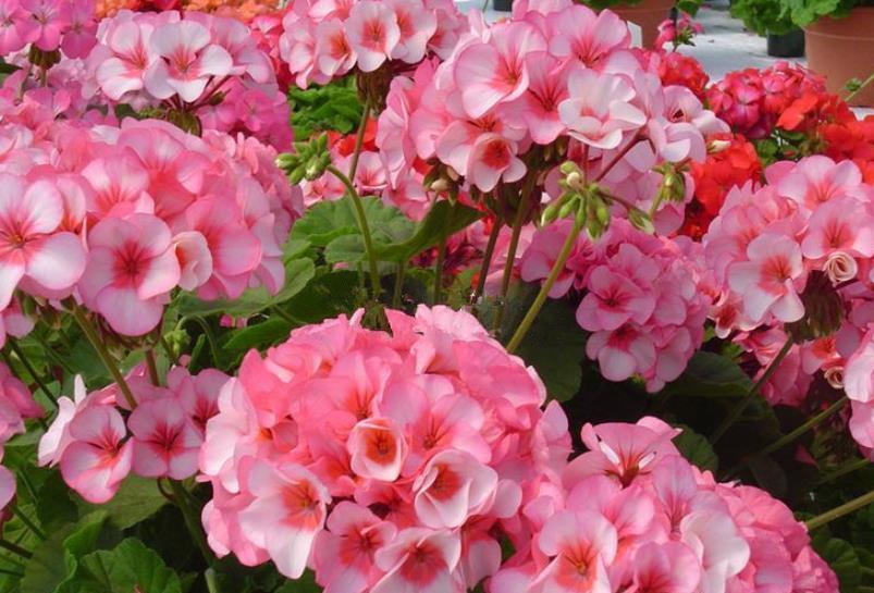 补水|养5种花“浸盆”补水，不要朝叶子喷水，一沾水就黄叶烂叶