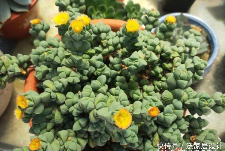 三棱状|多肉鹿角海棠不开花?可能是时间不够,或者我们的养护方式不对