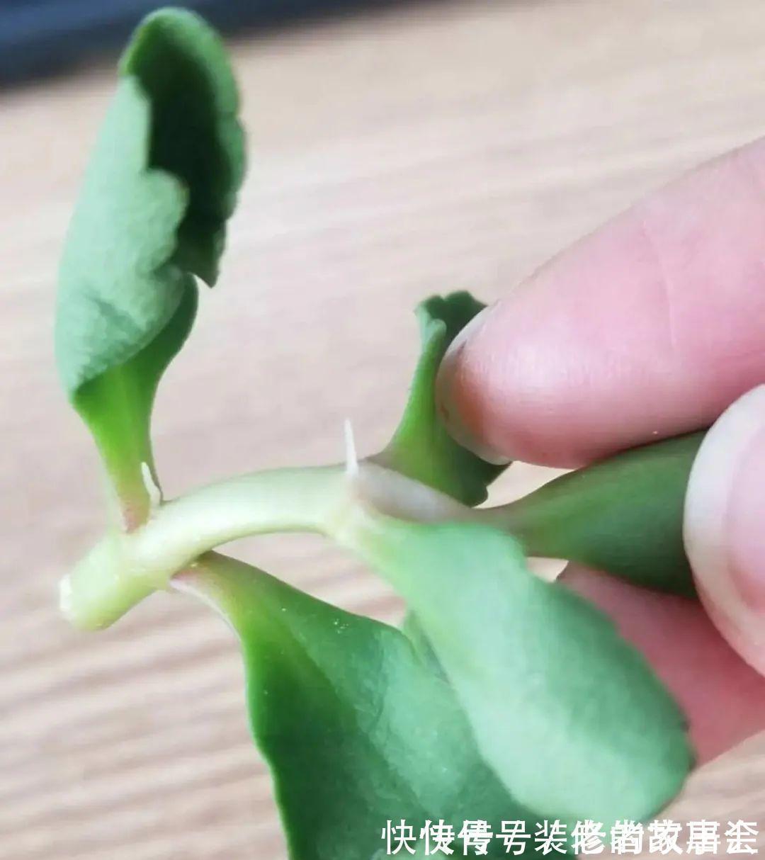 花量|6种花别养老桩，越老越不开花，赶紧扦插备份