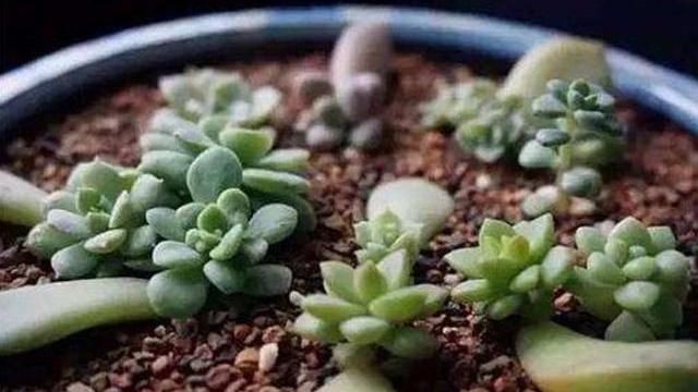 小窍门|黄金秋季,养多肉可以大干一场,教你繁殖小窍门,一盆变百盆