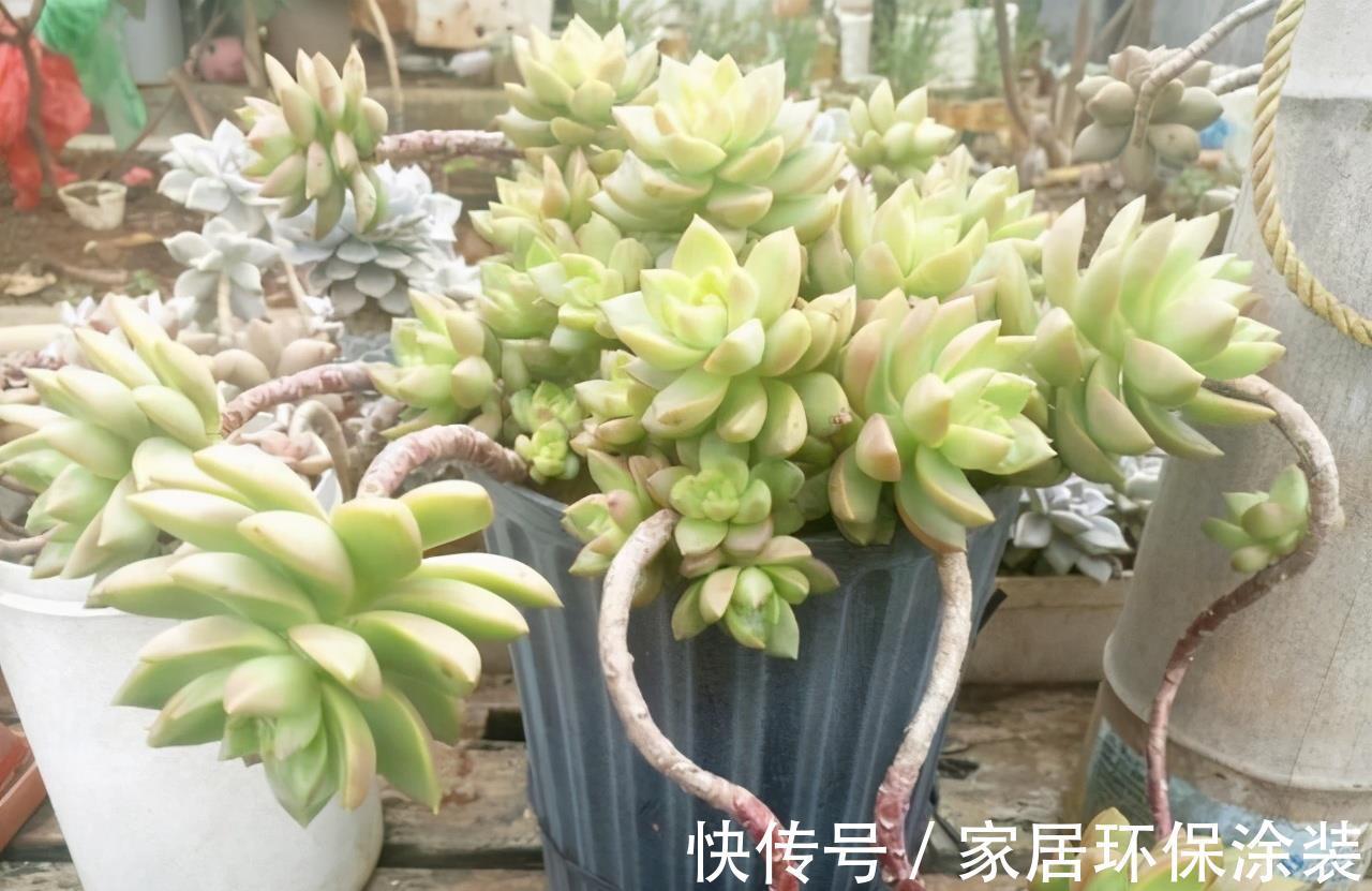花友|养多肉3年顺风顺水，多亏选了6种大普货，现在全是大老桩