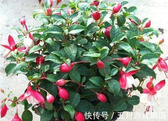 家里养3种花,一开花就是大半年,开花量大,花色艳丽