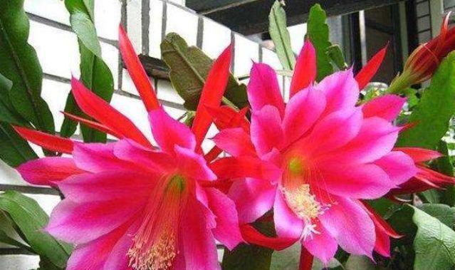 昙花|最有仙气的3种花，迷人的花朵，开满整个花盆，快养起来吧！