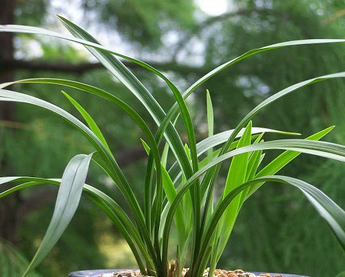 墨兰如何养护教你3个盆栽的小妙招,养出优雅清新的墨兰