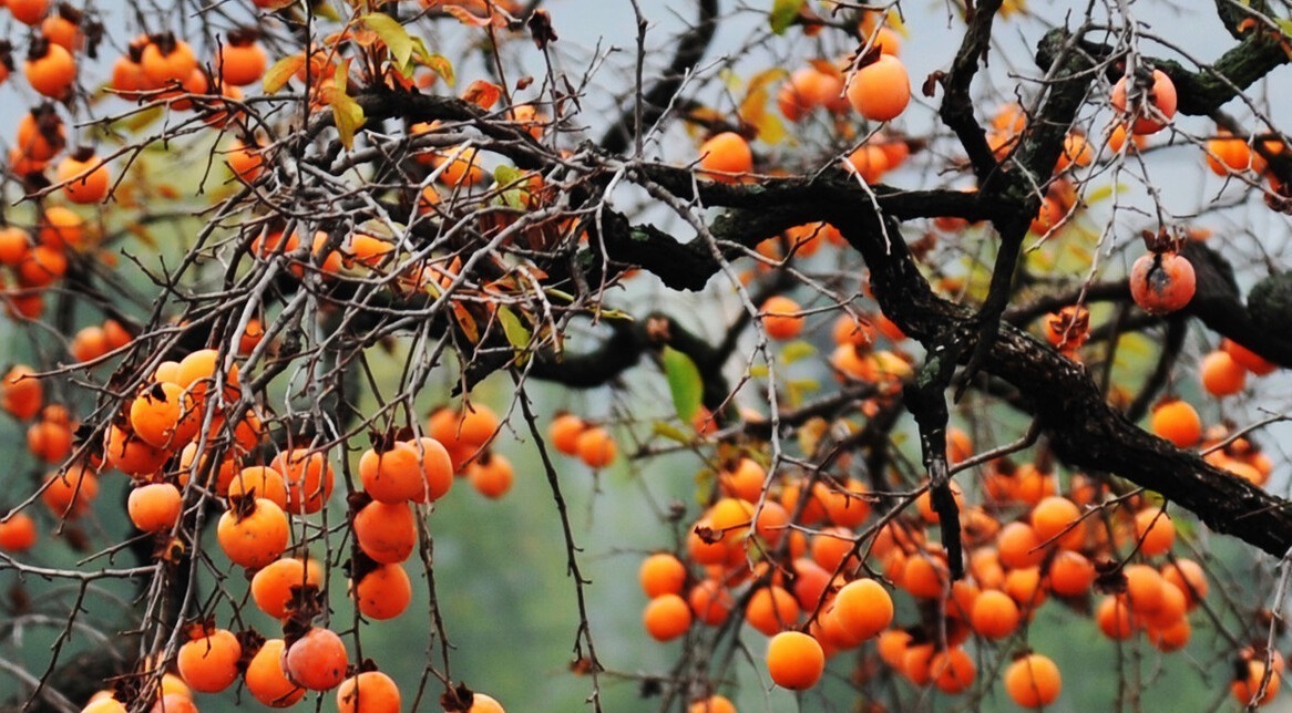 萱萱|医学博士:2种水果吃一次半个月难消化,不少家长纵容,平时少买