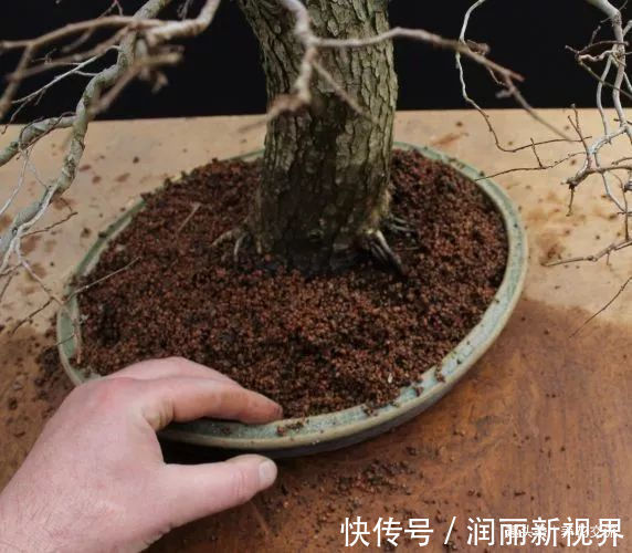 叶子|特别适合新手养的榆树盆景,养室内也能生长良好