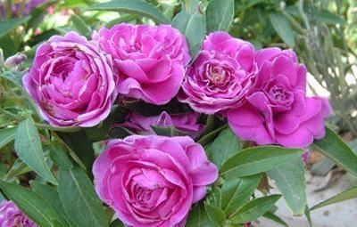 此花,比茉莉好看,比月季开花多,层层叠叠似牡丹,能开300天