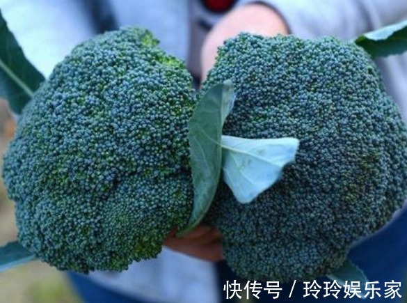 菜贩子说漏嘴,买西兰花以下3种西兰花尽量别买,他们自己都不吃
