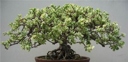 植物|“盆景”想要漂亮,试试3个“套路”,啥花都能养成“裸根盆景”