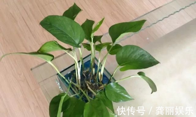 吊兰|黄叶快死的五种花卉,狠狠给它剪秃了,过几天呼呼长出一大堆