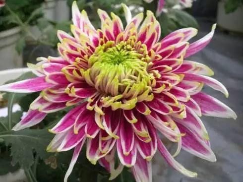 33种花，33首歌，太美了！