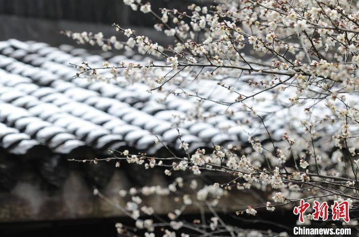 梅花|杭州西湖各色梅花悄然绽放 醉游人