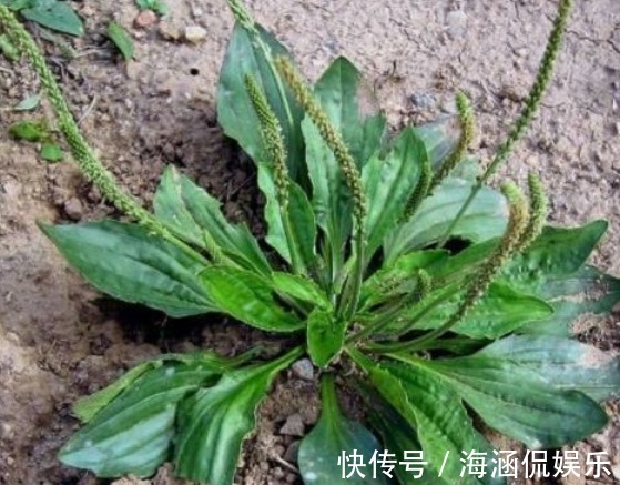 小便|野地车前草,养生大功效!车前草有七大顶级妙用,极少人知道!