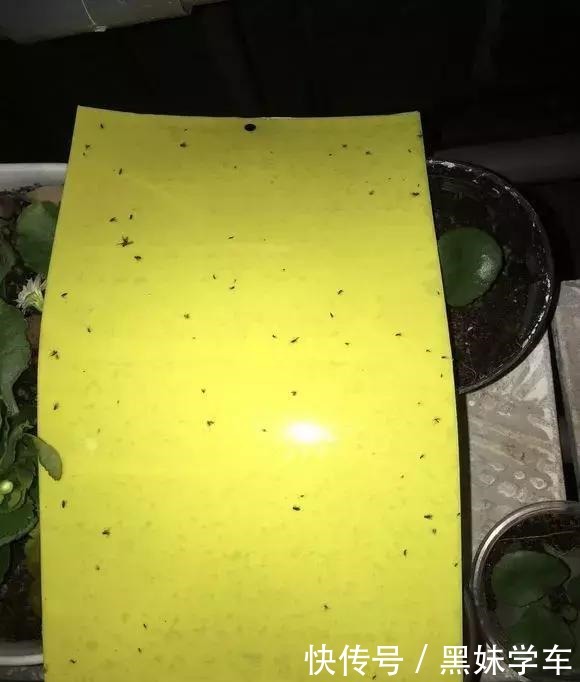 杀不死的“小黑飞”教你4种方法,整个夏天养花,清净了!