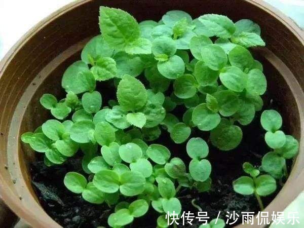 爆盆|挖一勺猕猴桃塞盆里，谁知道一星期长爆盆，邻居以为花钱买的盆栽