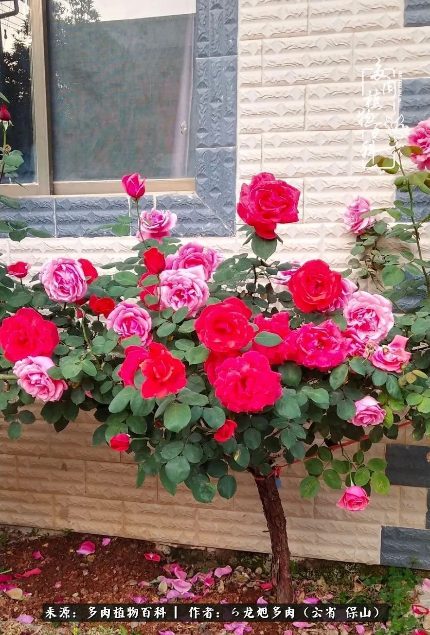 叶片|美了，美了！当秋天的风吹向你我的多肉！