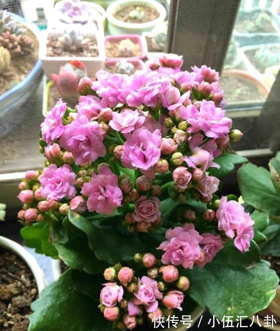 叶片|4种“四季花”，好养又漂亮，一年至少能开300天，值得拥有