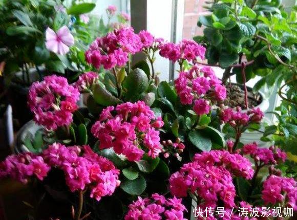 冬日长寿花开完花后，马上动手做4件事，10天就能迎来下一波花