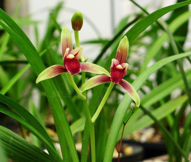 性价比最高的兰花，花色鲜红如鸡血，花香浓郁如香水，比绿萝好养