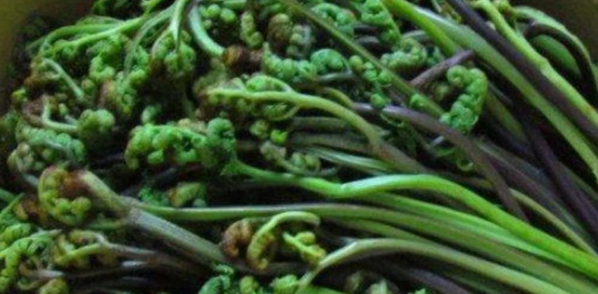 张医师|宁愿饿着，也不碰4种“脏蔬菜”，多半细菌成“群”，望周知