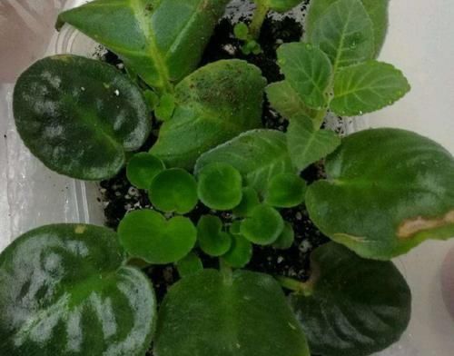 家里养4种花,只用叶子就能插活,方法也简单