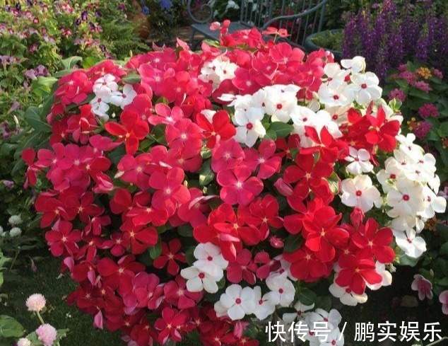 养护|养花技巧粗生粗养也能四季开花!少养1种都觉得亏了