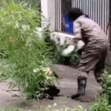 |搞笑GIF图:过年了,先要学会磕头才行,不然没红包啊!