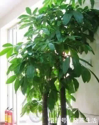 观赏价值|养花不如“养树”，这3种最合适，养人、旺财、吸甲醇，值！