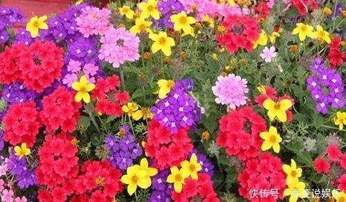  漂亮|4种漂亮花，号称“开花机器”，比月季好养，爱花的你养过几种