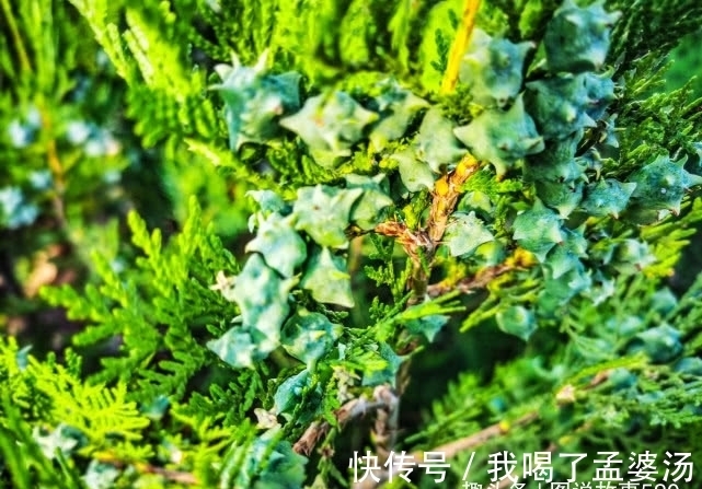 旅行识花，它开花像花又似果，墓地陵园最多却少有人见过它