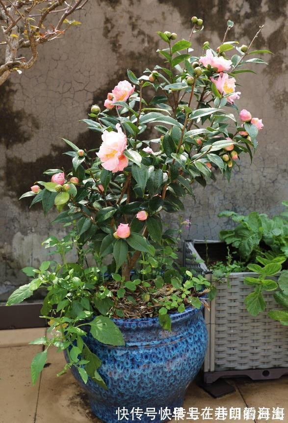 天冷|天冷了,15种漂亮花喜欢“大太阳”,多晒长得壮,花更多