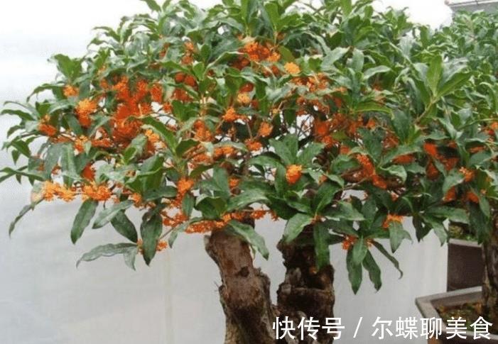 花朵|3种花耐旱好养，懒人养花首选，一个月不用管，开花多长得旺