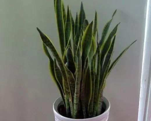 这3种“植物”哪怕再“贵”也要买,客厅养一盆,生活更健康