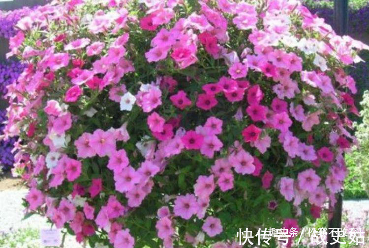 家里阳台养此款花,花大色艳胜玫瑰,花开芳香四溢