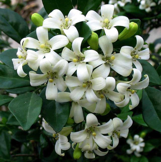 九里香|阳台养一盆它,比桂花栀子花还香,教你“3招”,长成盆景开满花