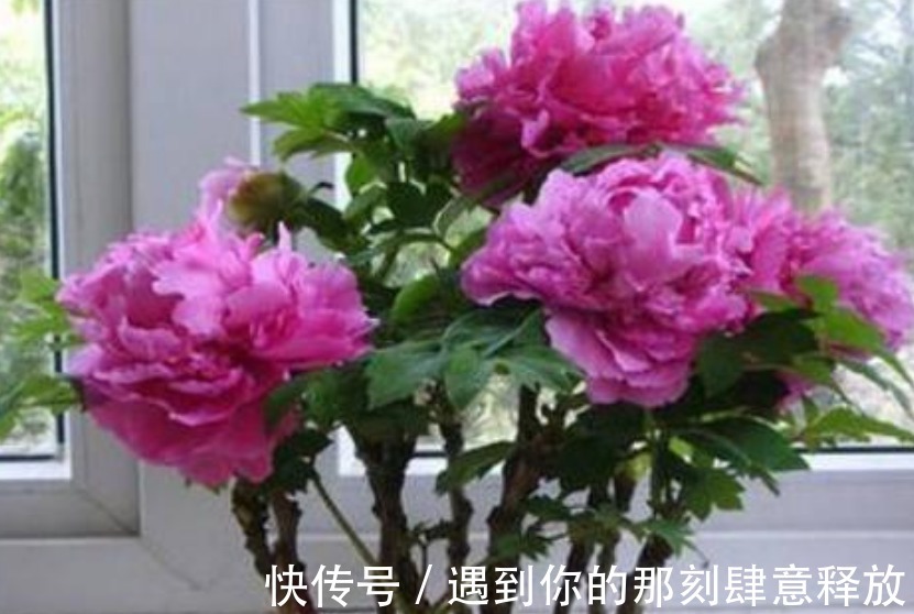 家里就养“4种漂亮花”,花朵硕大、花期长,寓意美好,收获幸福