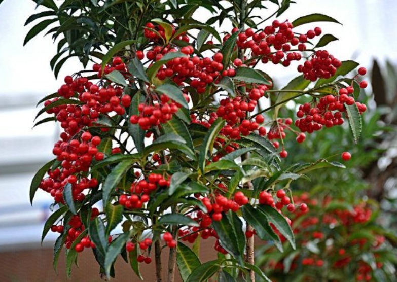 乡下野外的植物,不要看不上,挖回家当盆栽养正好