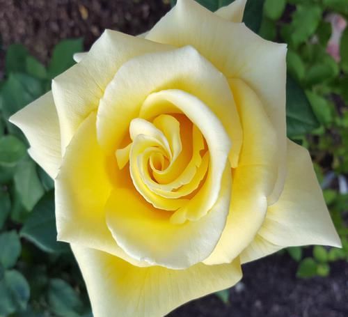  美爆|美爆阳台的3种花，花叶共赏，香气四溢，一年多次开花