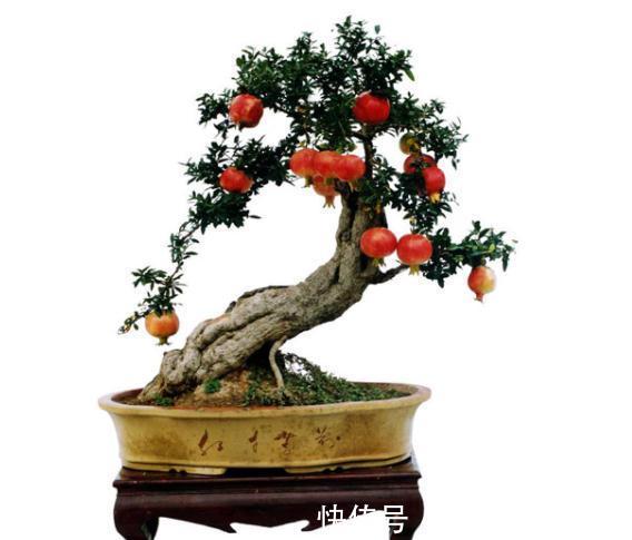 7种“旺宅树”，家有空地建议种一棵，能吃好看，旺财添福寓意好