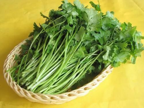 中外文化交流,互相借鉴古已有之,从香菜名称的由来说起