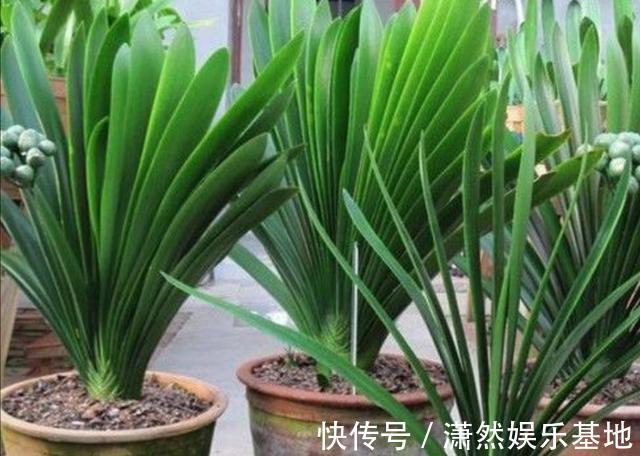 张大爷养的君子兰，一年能开2次花，把他的方法毫无保留地分享