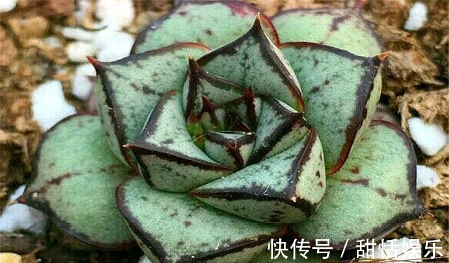 土壤|好养又好看的多肉大和锦,学会这“3招”,枝叶茁壮,绚烂多姿